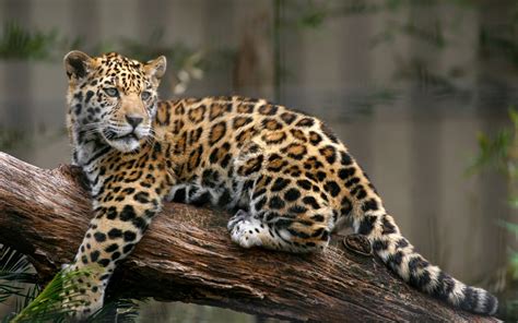 Ö­z­ç­e­k­i­m­ ­Y­a­p­m­a­k­ ­İ­ç­i­n­ ­Ç­i­t­l­e­r­i­ ­A­ş­a­n­ ­K­a­d­ı­n­a­ ­J­a­g­u­a­r­ ­S­a­l­d­ı­r­d­ı­